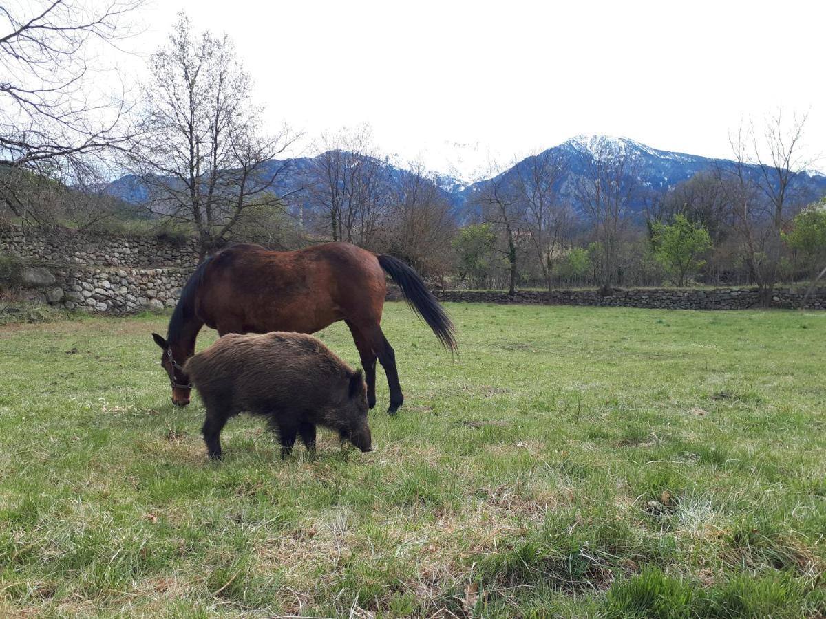 Chalet Mont Canigo Villa Corneilla-de-Conflent Ngoại thất bức ảnh